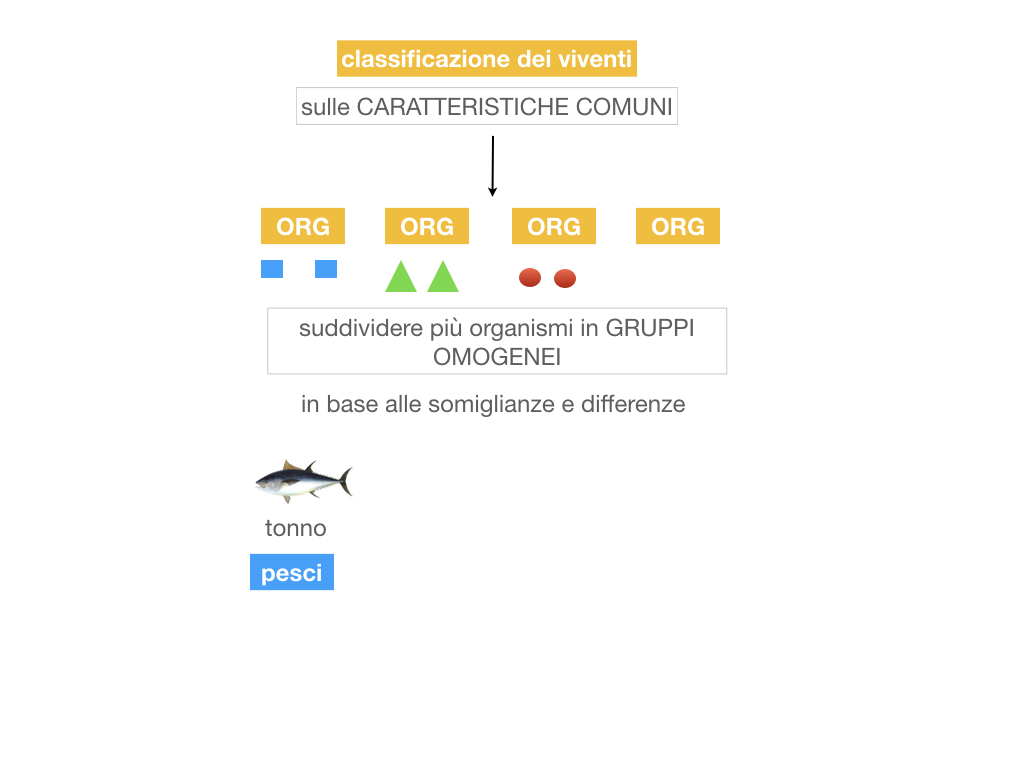 classificazione_viventi_SIMULAZIONE.010