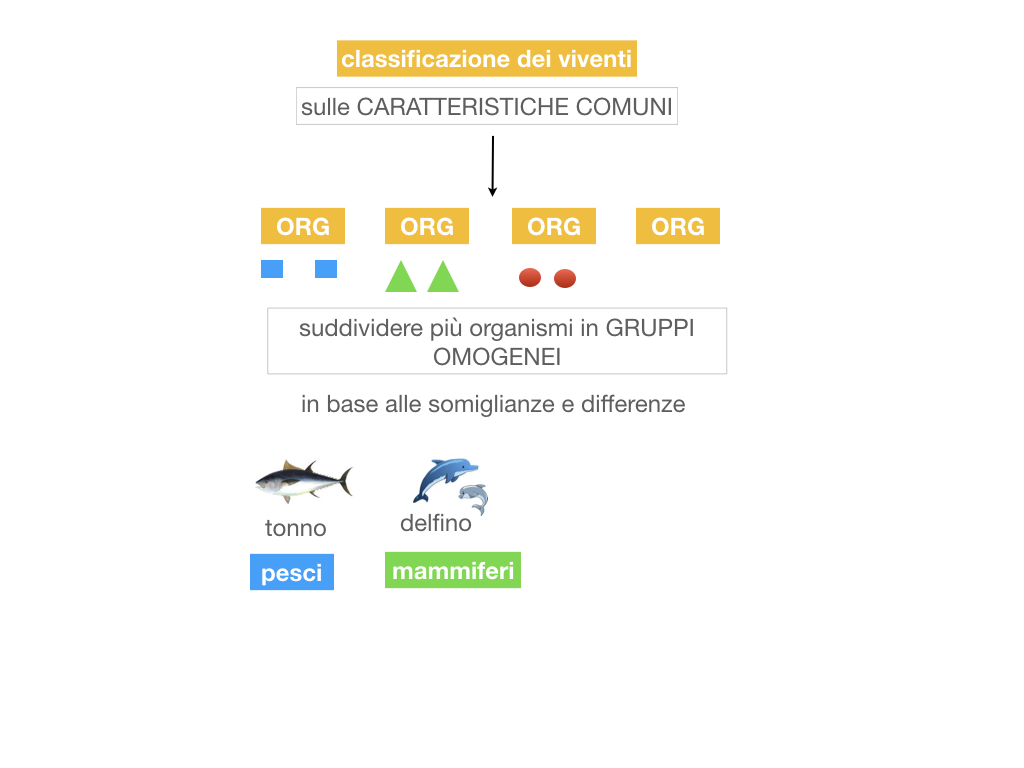 classificazione_viventi_SIMULAZIONE.011