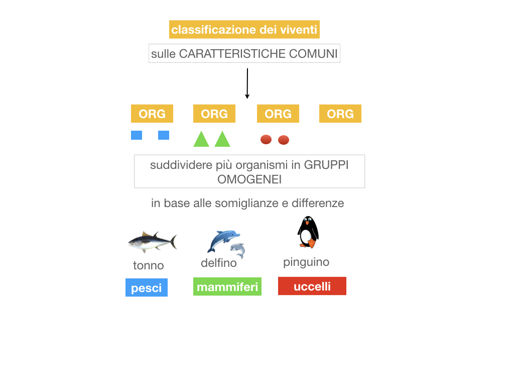 classificazione_viventi_SIMULAZIONE.012