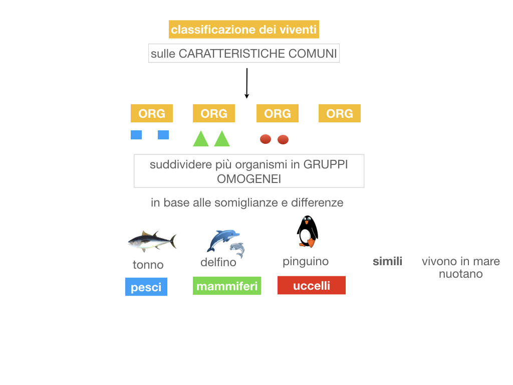 classificazione_viventi_SIMULAZIONE.014