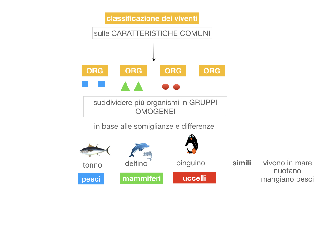 classificazione_viventi_SIMULAZIONE.015