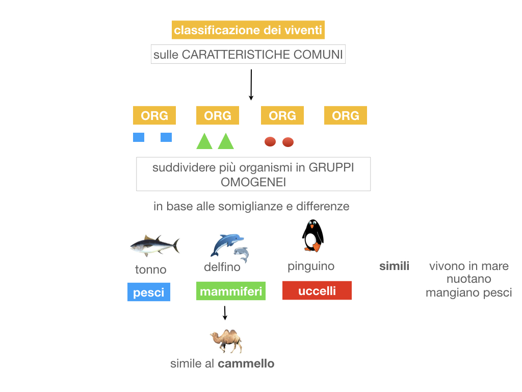 classificazione_viventi_SIMULAZIONE.016