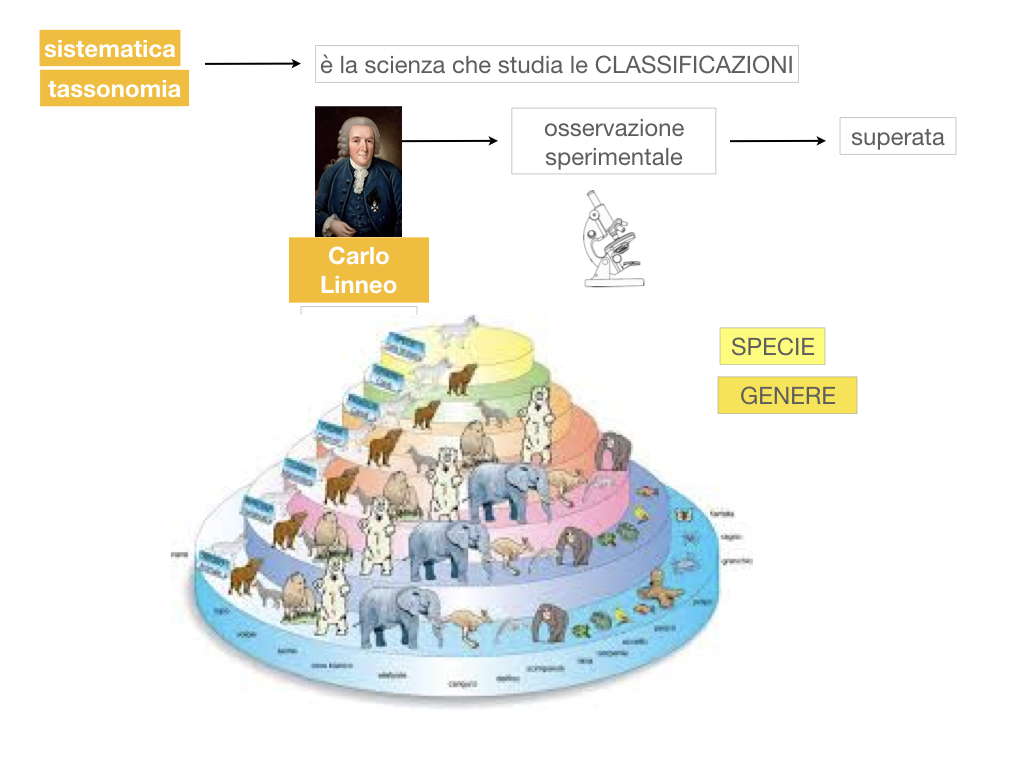 classificazione_viventi_SIMULAZIONE.026