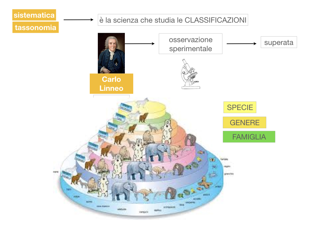 classificazione_viventi_SIMULAZIONE.027