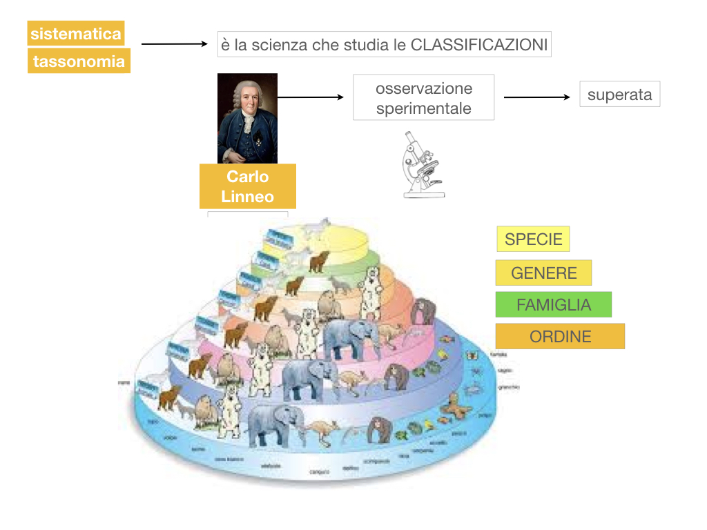 classificazione_viventi_SIMULAZIONE.028