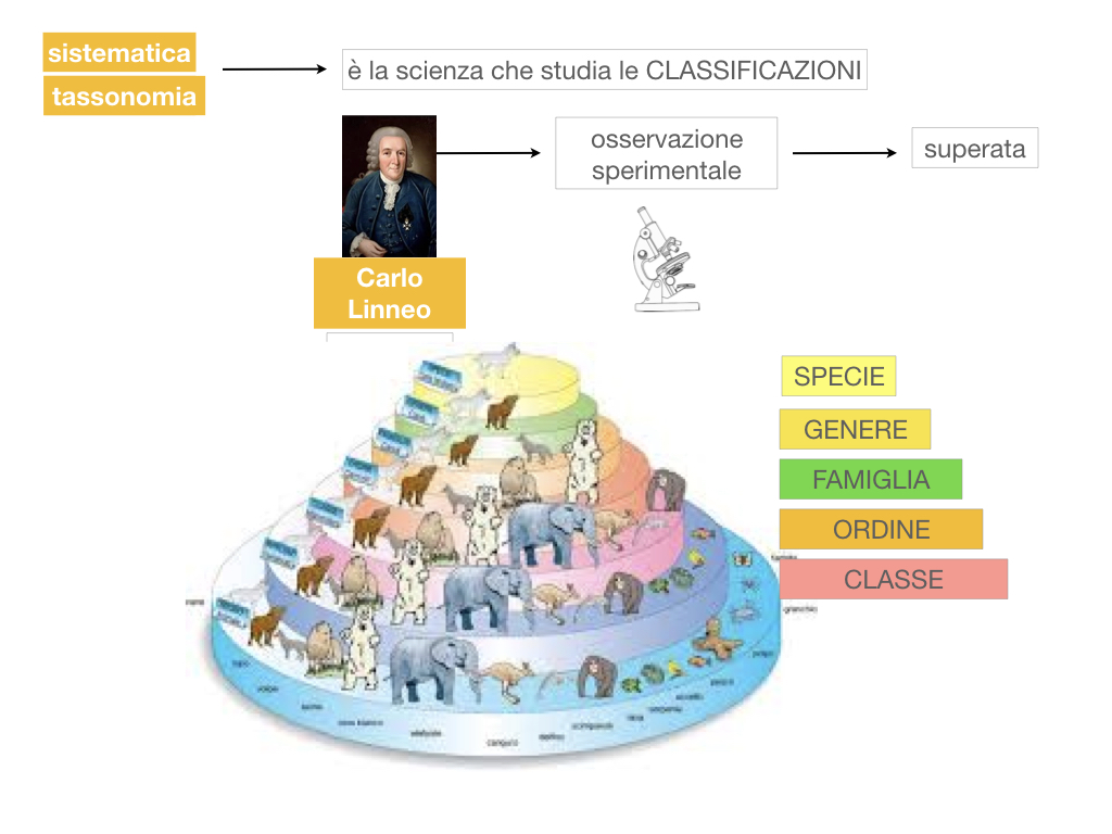 classificazione_viventi_SIMULAZIONE.029