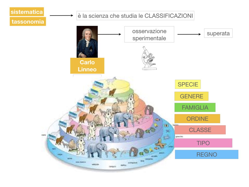 classificazione_viventi_SIMULAZIONE.031