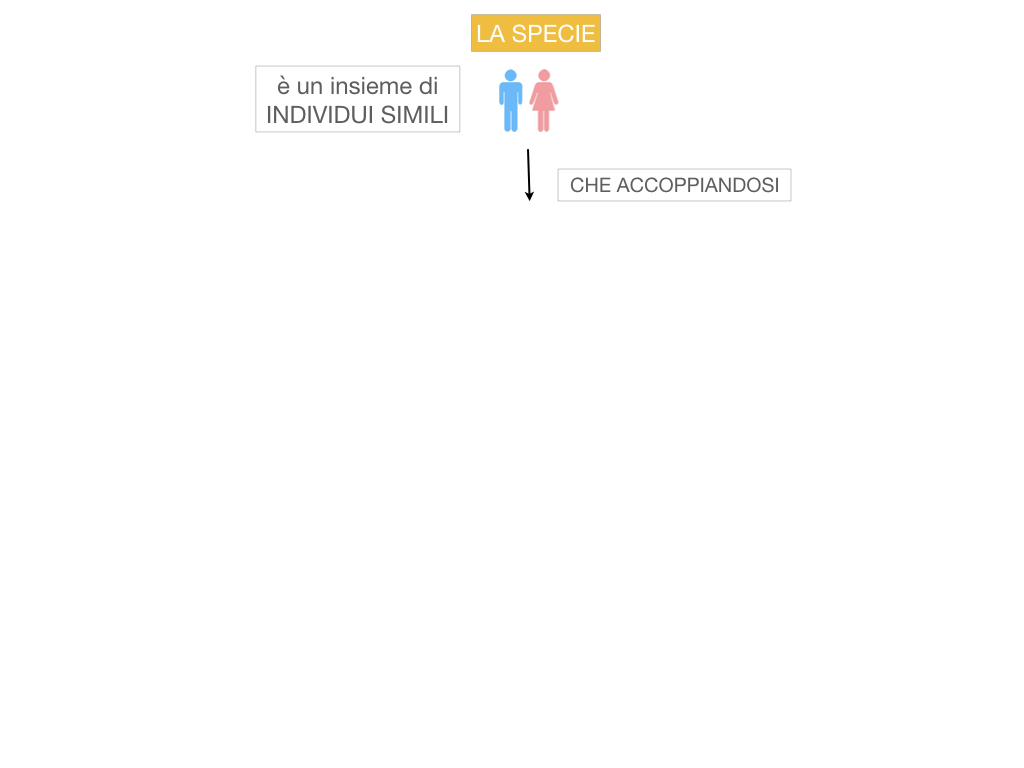 classificazione_viventi_SIMULAZIONE.035