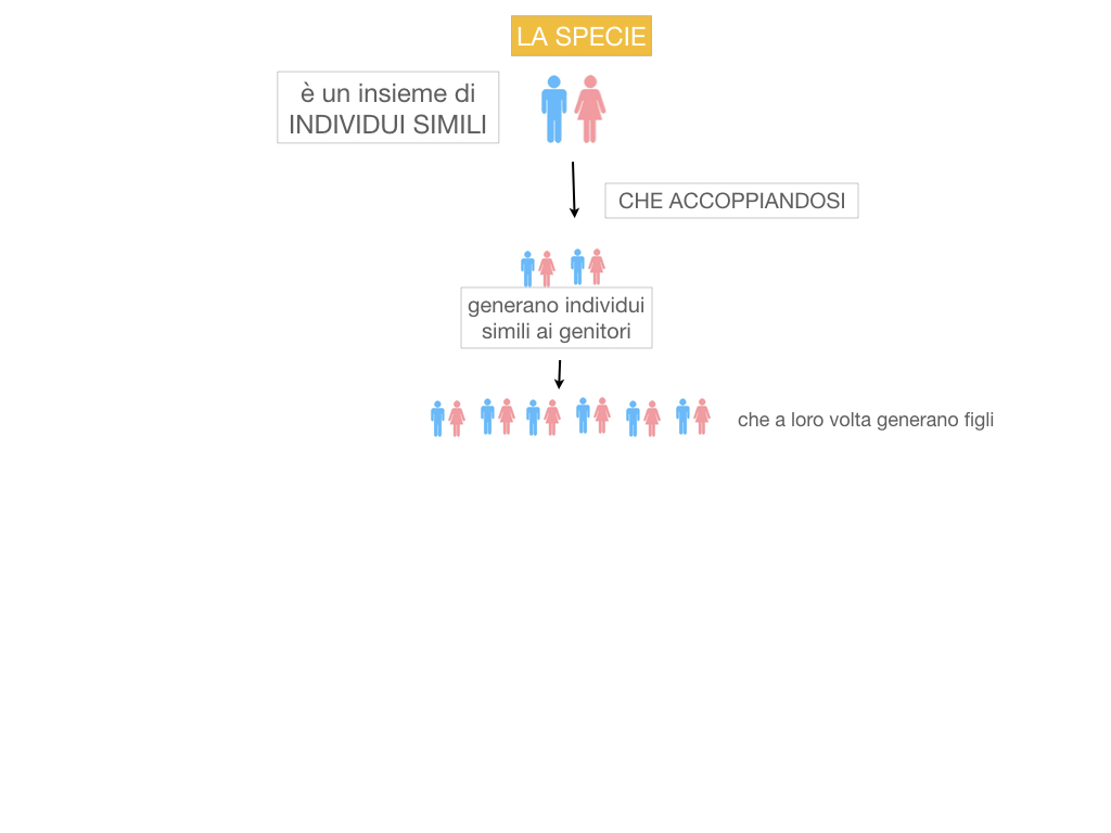 classificazione_viventi_SIMULAZIONE.037