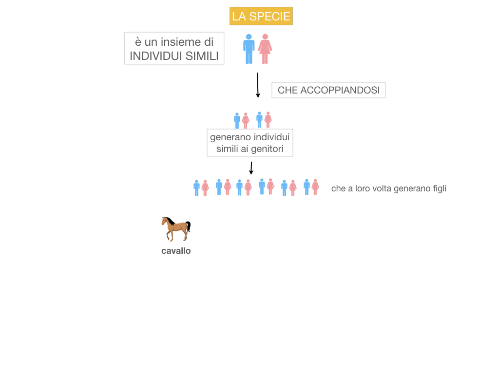 classificazione_viventi_SIMULAZIONE.038