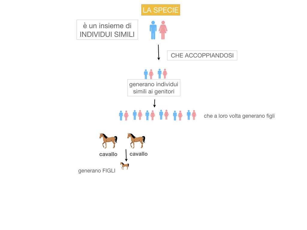 classificazione_viventi_SIMULAZIONE.040