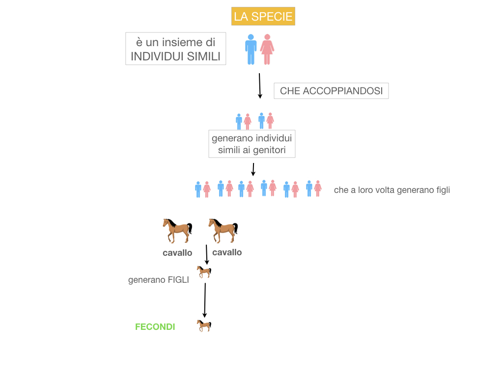 classificazione_viventi_SIMULAZIONE.041