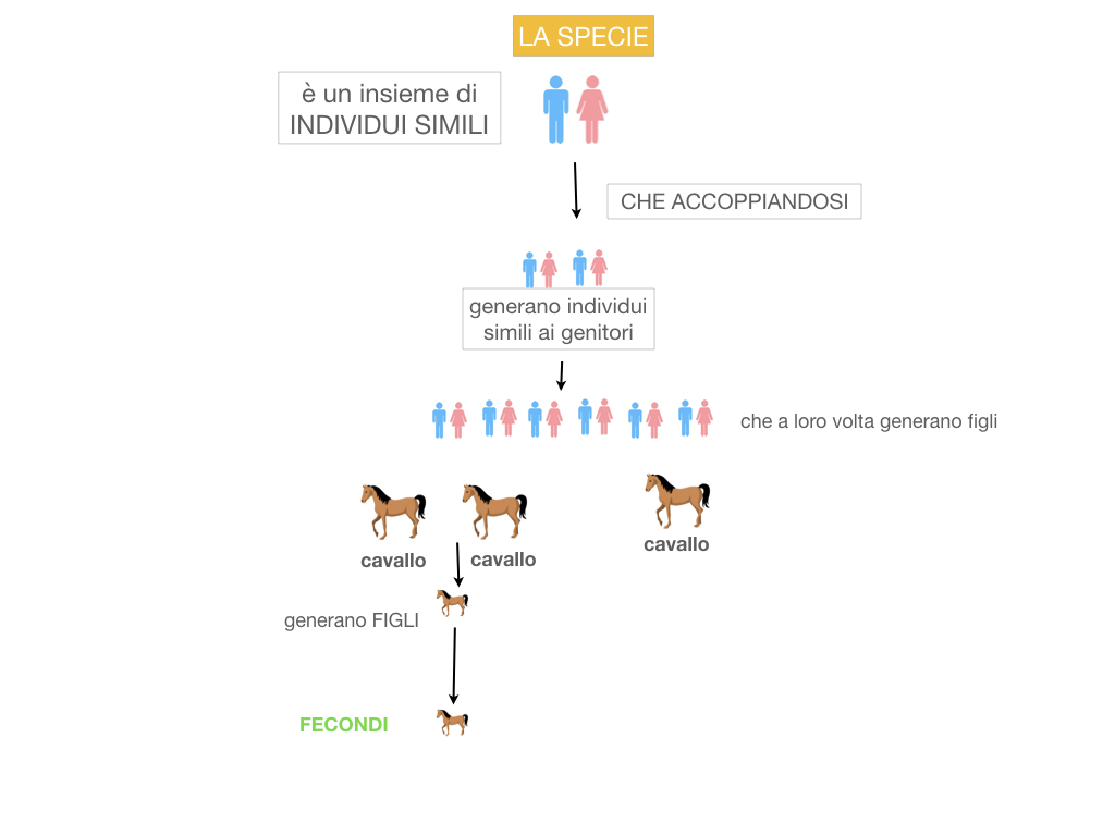 classificazione_viventi_SIMULAZIONE.042