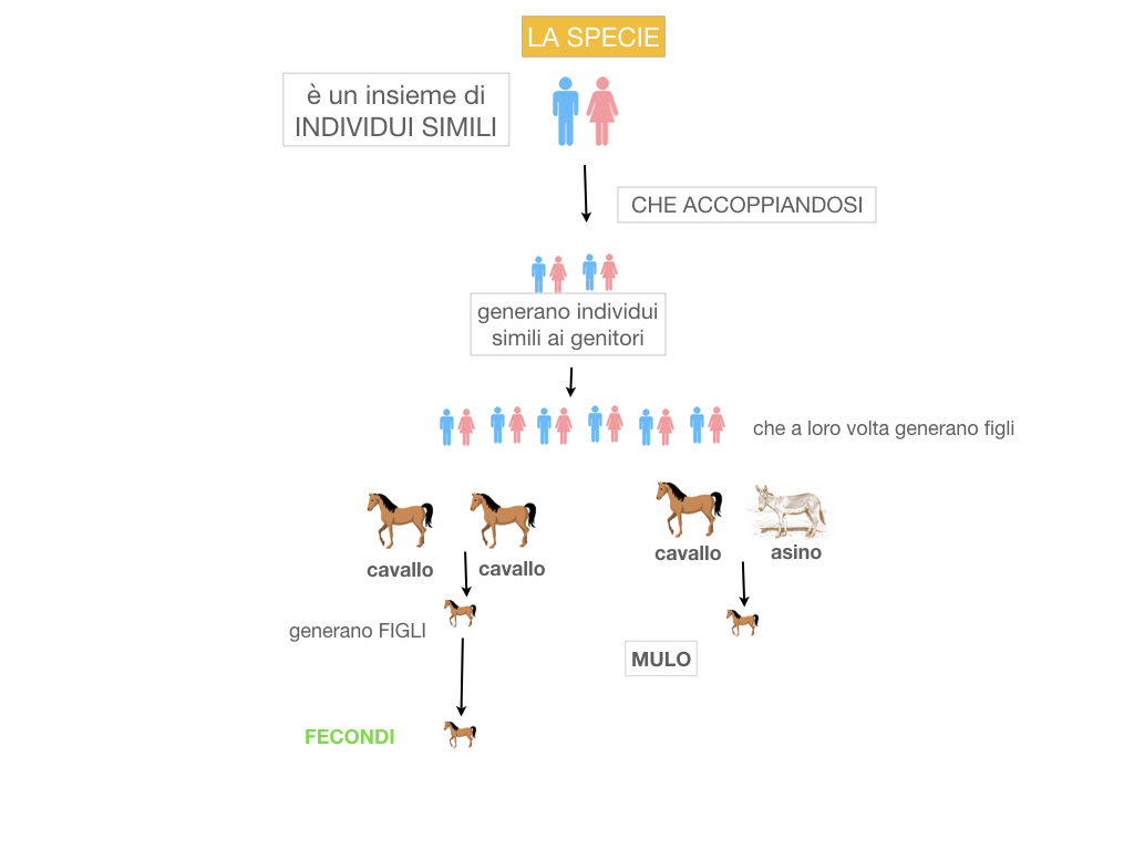 classificazione_viventi_SIMULAZIONE.044