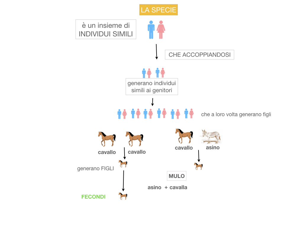 classificazione_viventi_SIMULAZIONE.046