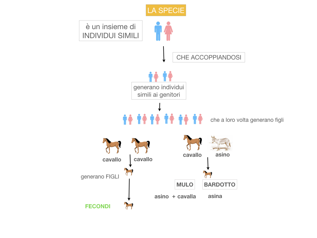 classificazione_viventi_SIMULAZIONE.048
