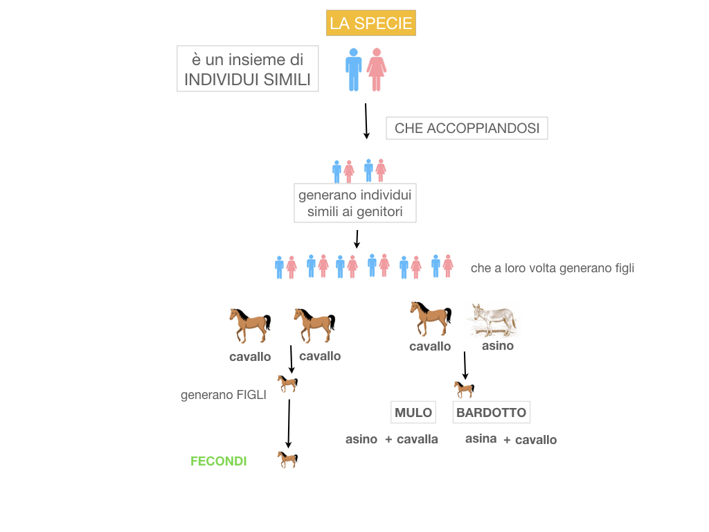 classificazione_viventi_SIMULAZIONE.049