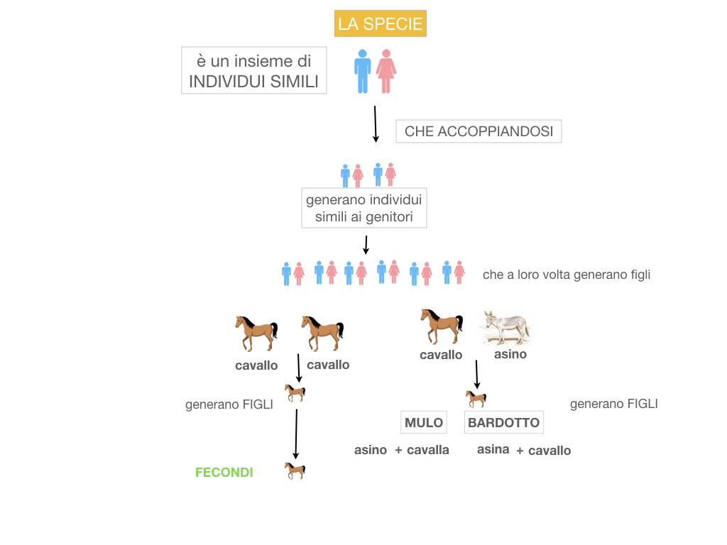 classificazione_viventi_SIMULAZIONE.050