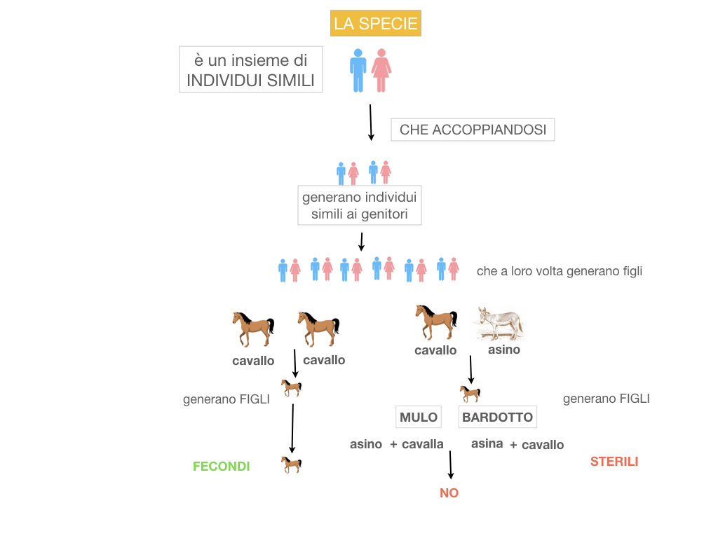 classificazione_viventi_SIMULAZIONE.051