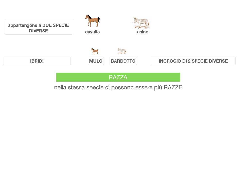 classificazione_viventi_SIMULAZIONE.059