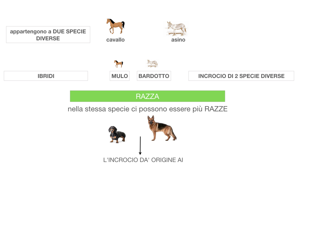 classificazione_viventi_SIMULAZIONE.061