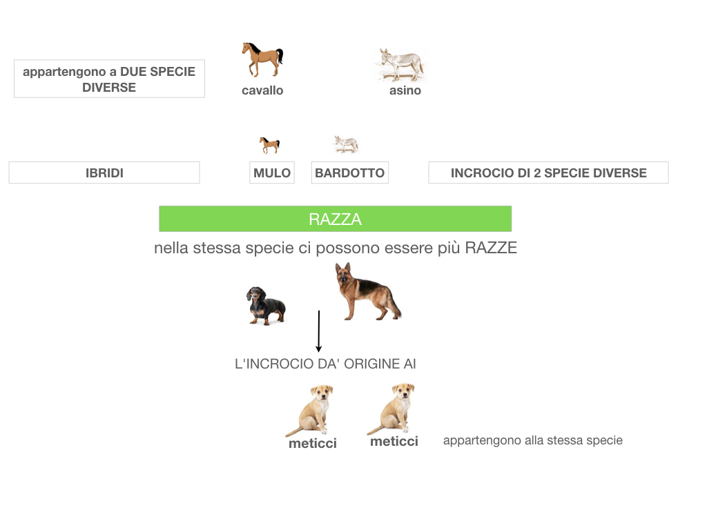 classificazione_viventi_SIMULAZIONE.063
