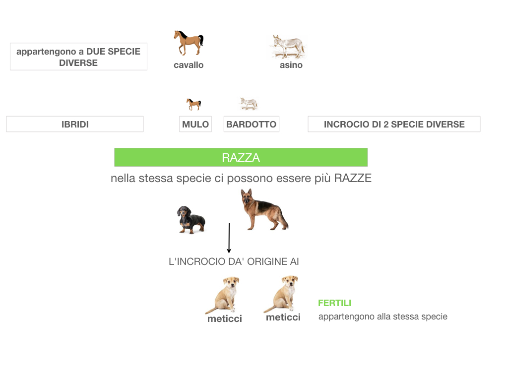 classificazione_viventi_SIMULAZIONE.064