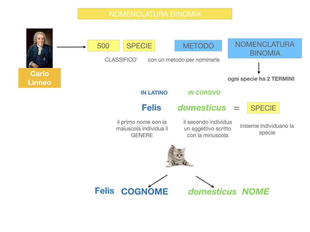 classificazione_viventi_SIMULAZIONE.082