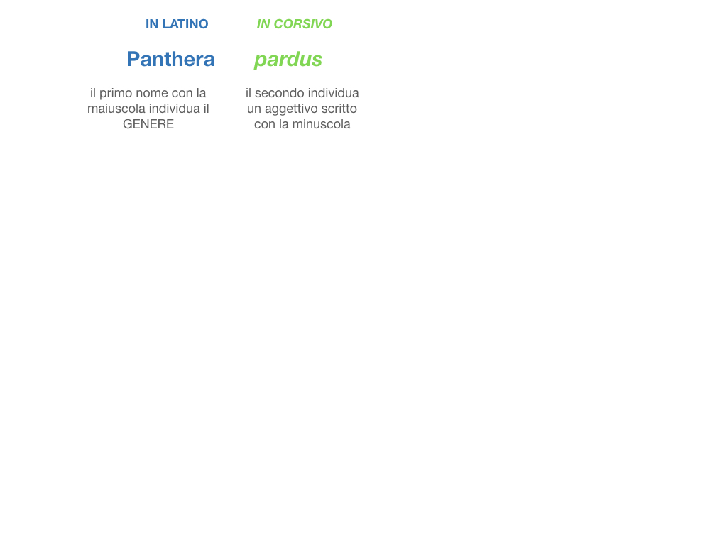 classificazione_viventi_SIMULAZIONE.085