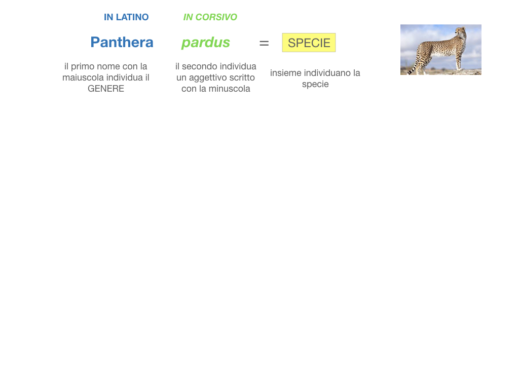classificazione_viventi_SIMULAZIONE.088