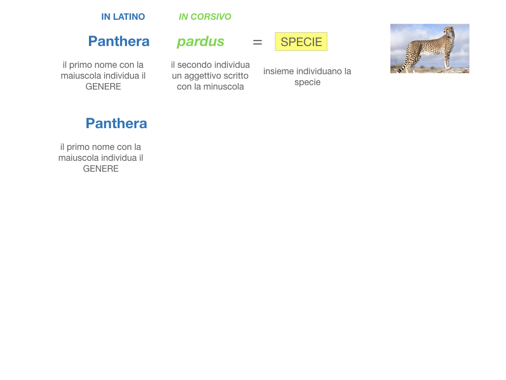 classificazione_viventi_SIMULAZIONE.089