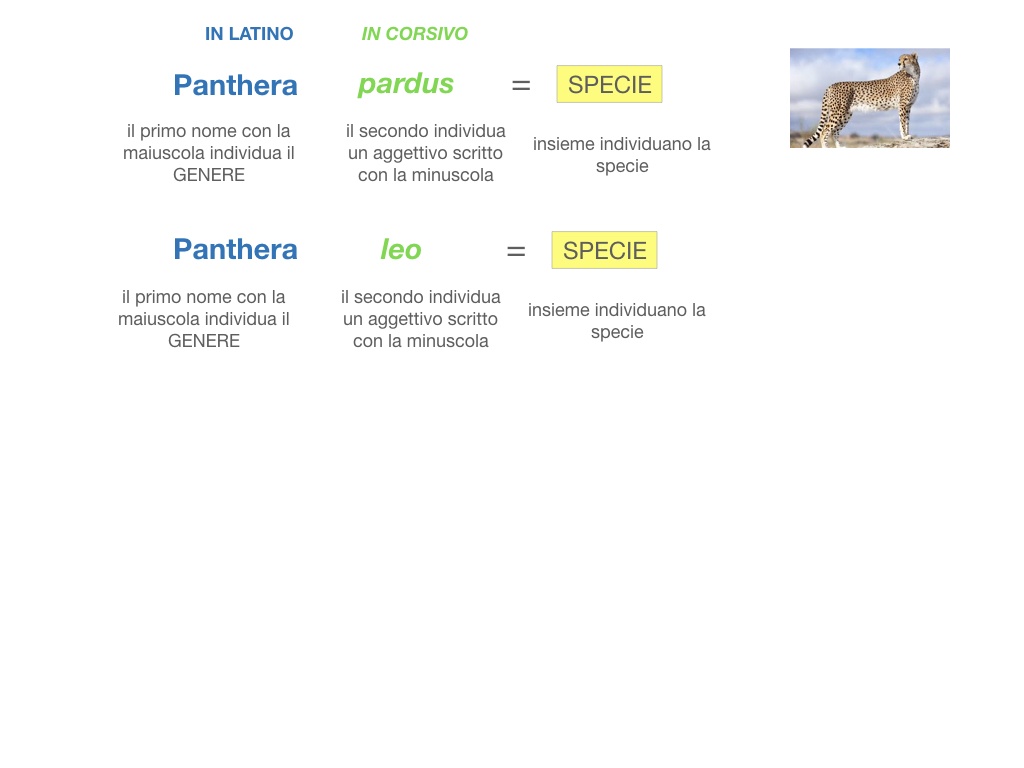 classificazione_viventi_SIMULAZIONE.091