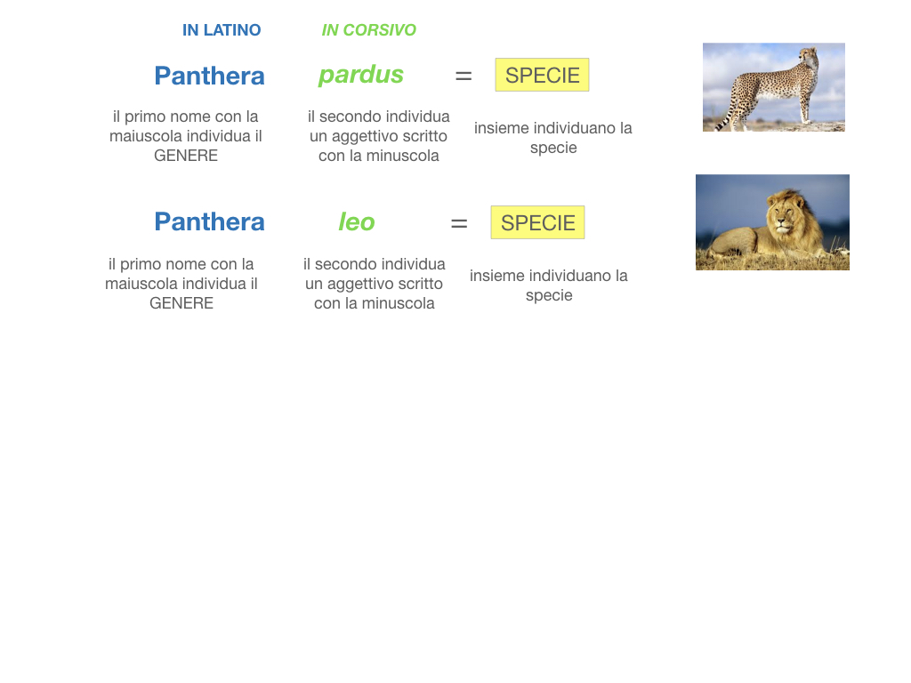 classificazione_viventi_SIMULAZIONE.092