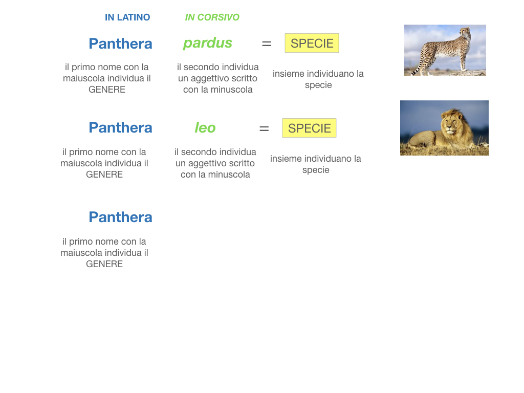 classificazione_viventi_SIMULAZIONE.093