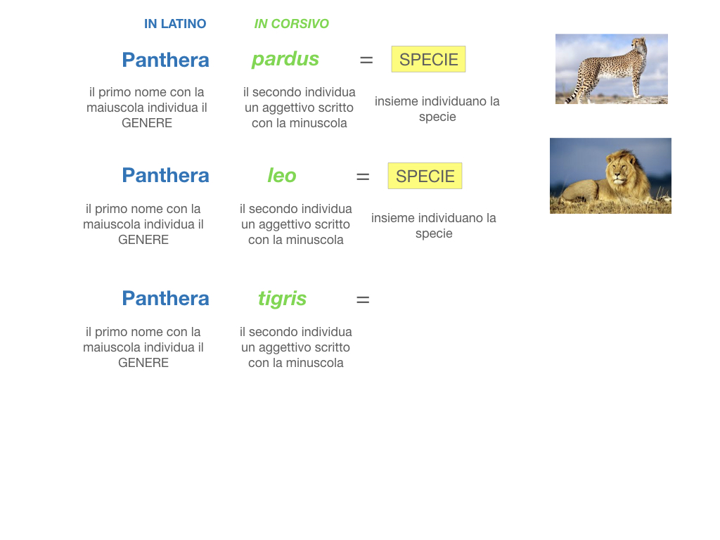 classificazione_viventi_SIMULAZIONE.094