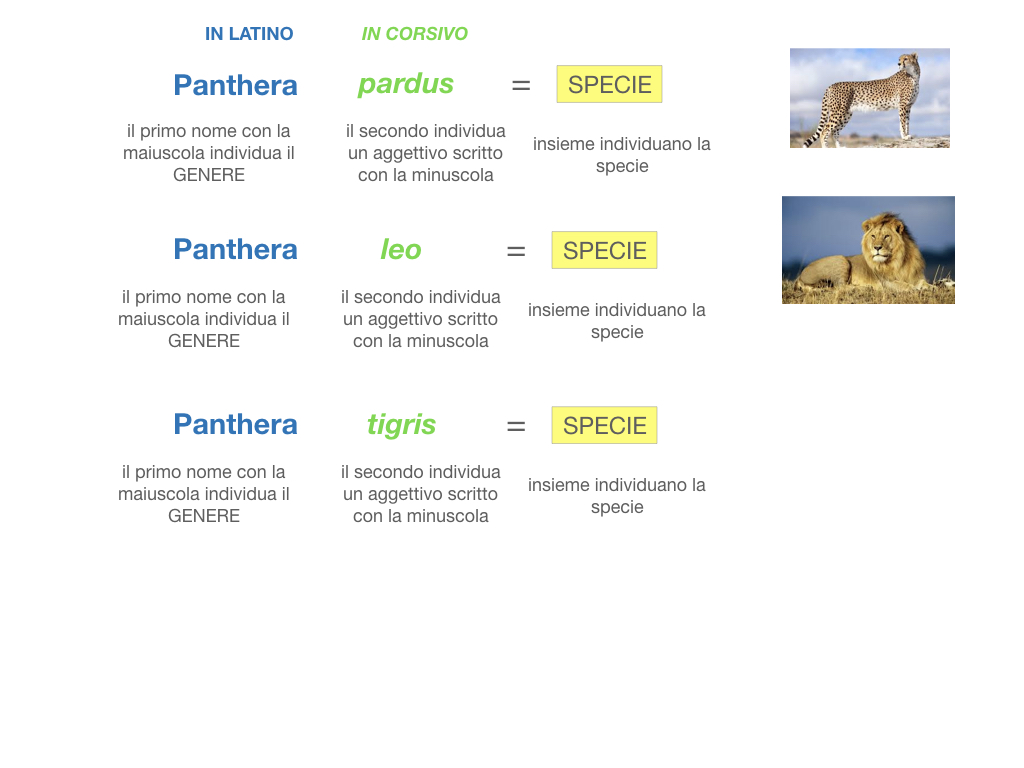 classificazione_viventi_SIMULAZIONE.095