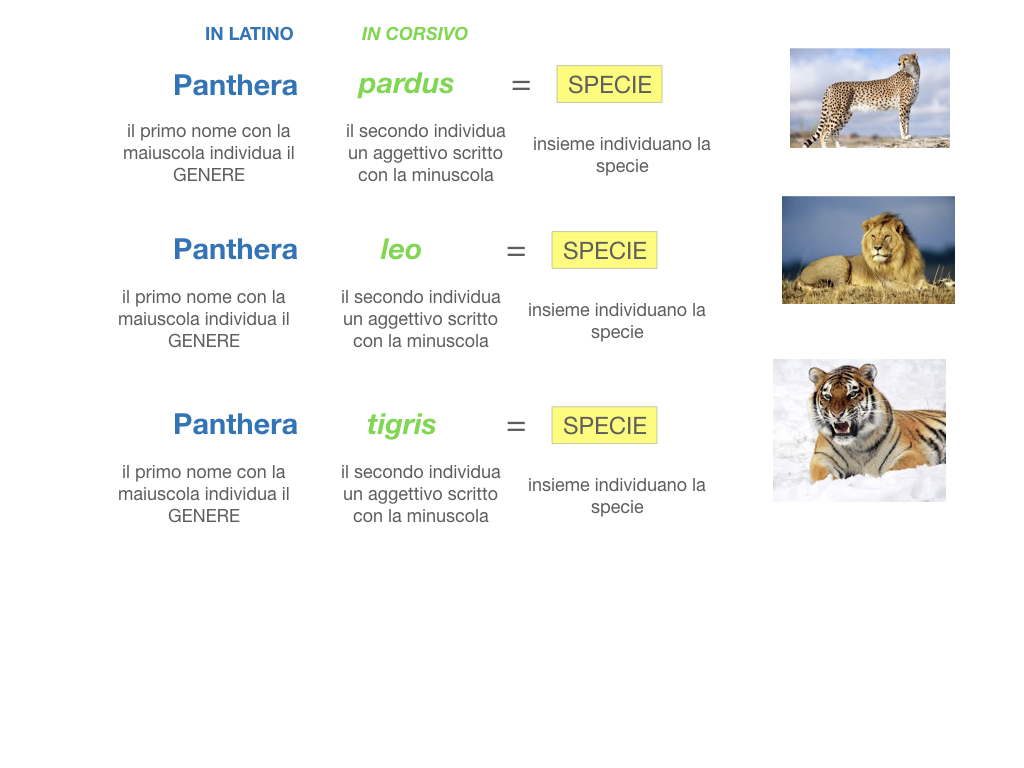 classificazione_viventi_SIMULAZIONE.096