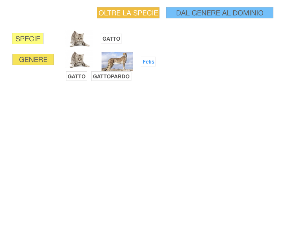 classificazione_viventi_SIMULAZIONE.103