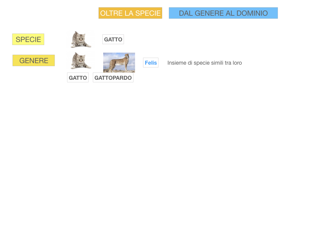 classificazione_viventi_SIMULAZIONE.104