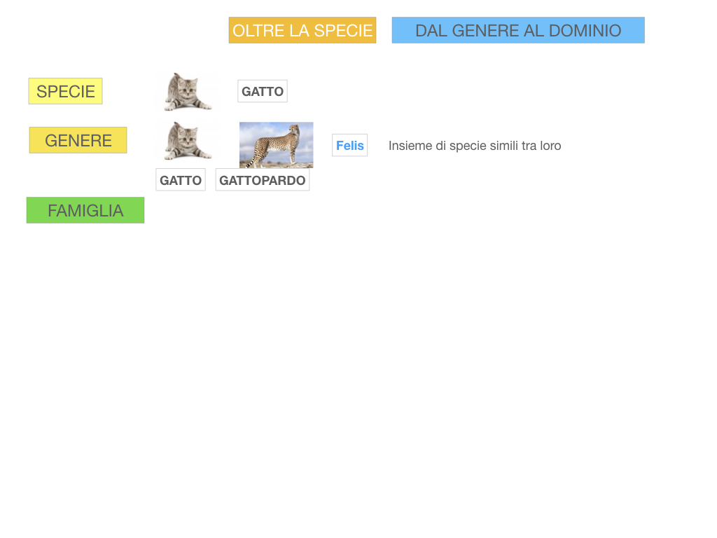 classificazione_viventi_SIMULAZIONE.105