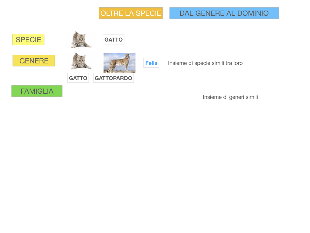classificazione_viventi_SIMULAZIONE.106