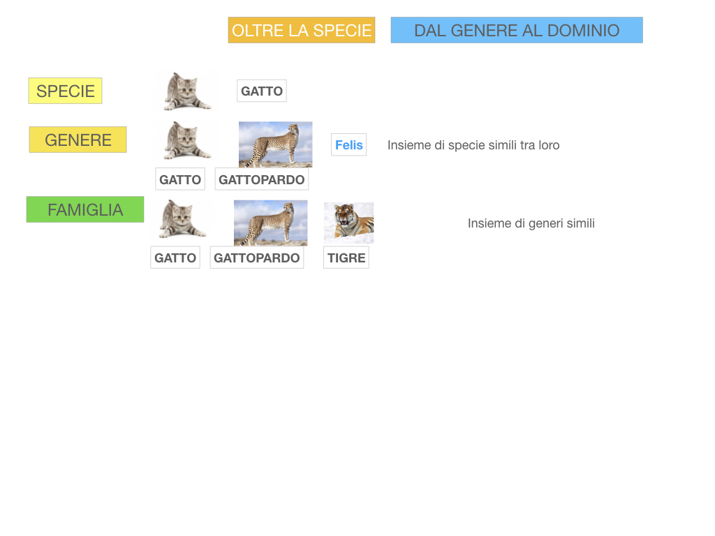 classificazione_viventi_SIMULAZIONE.107