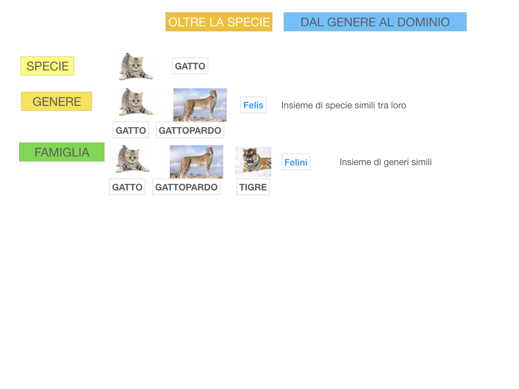 classificazione_viventi_SIMULAZIONE.109