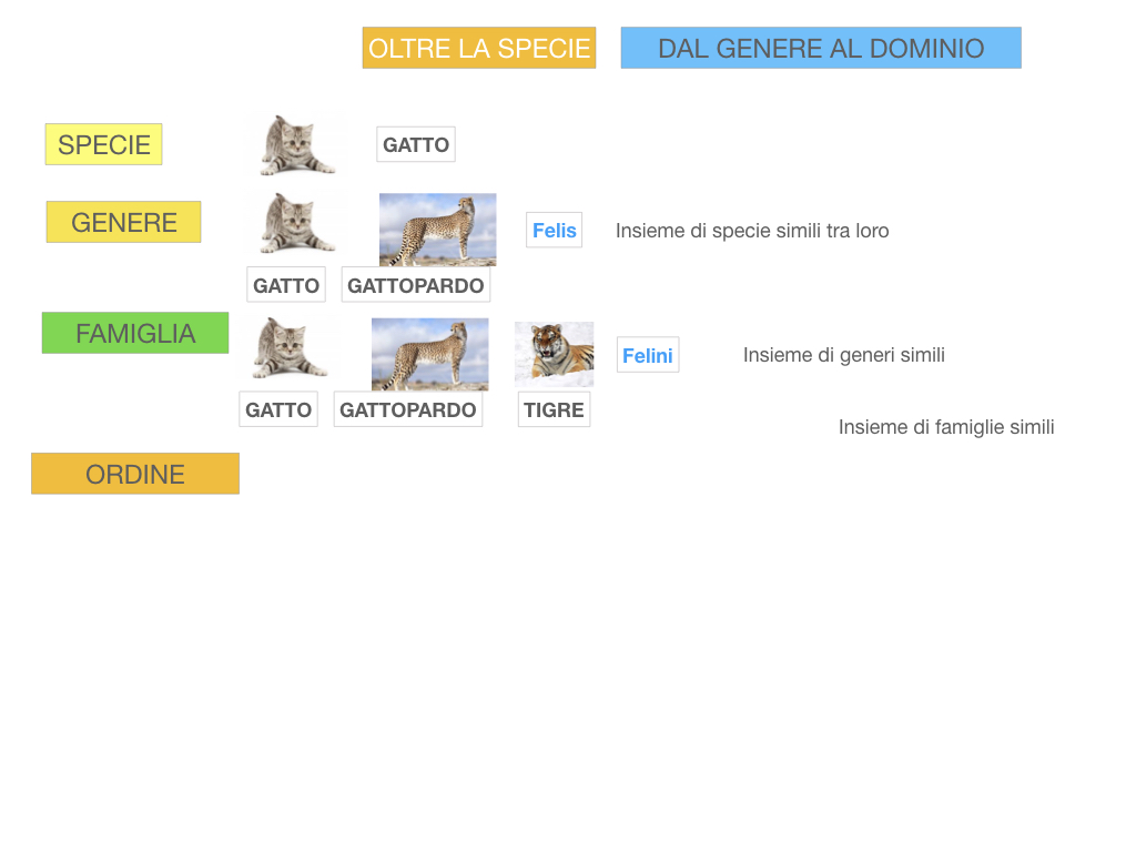 classificazione_viventi_SIMULAZIONE.110