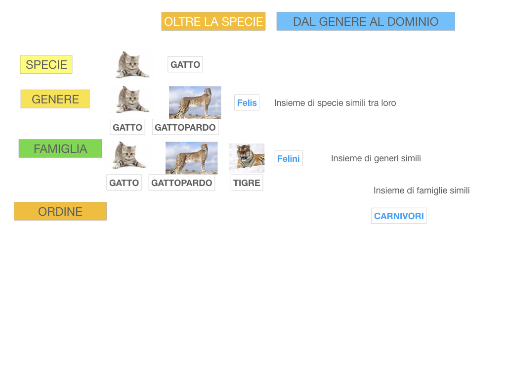 classificazione_viventi_SIMULAZIONE.111