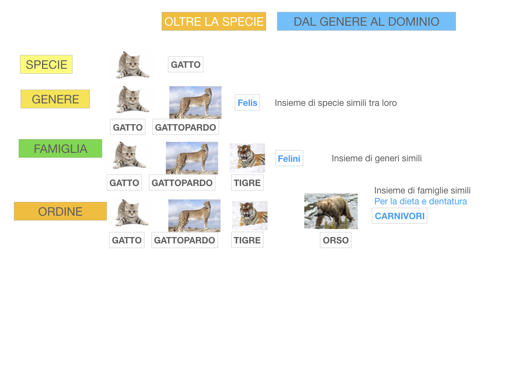 classificazione_viventi_SIMULAZIONE.113