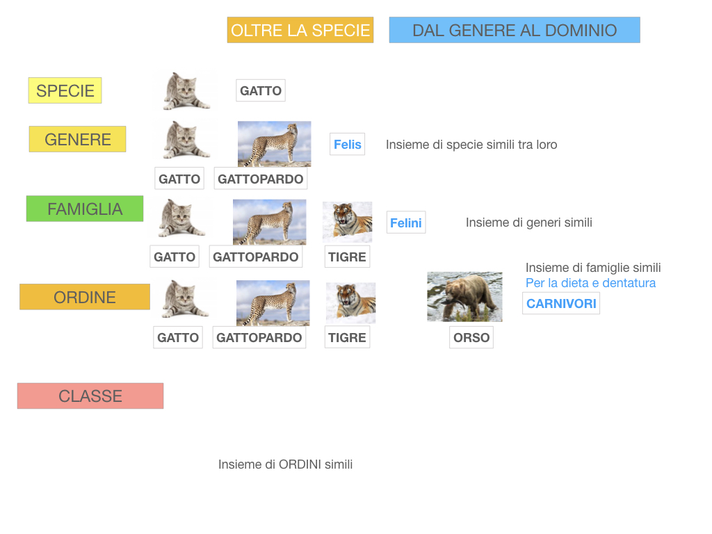 classificazione_viventi_SIMULAZIONE.115