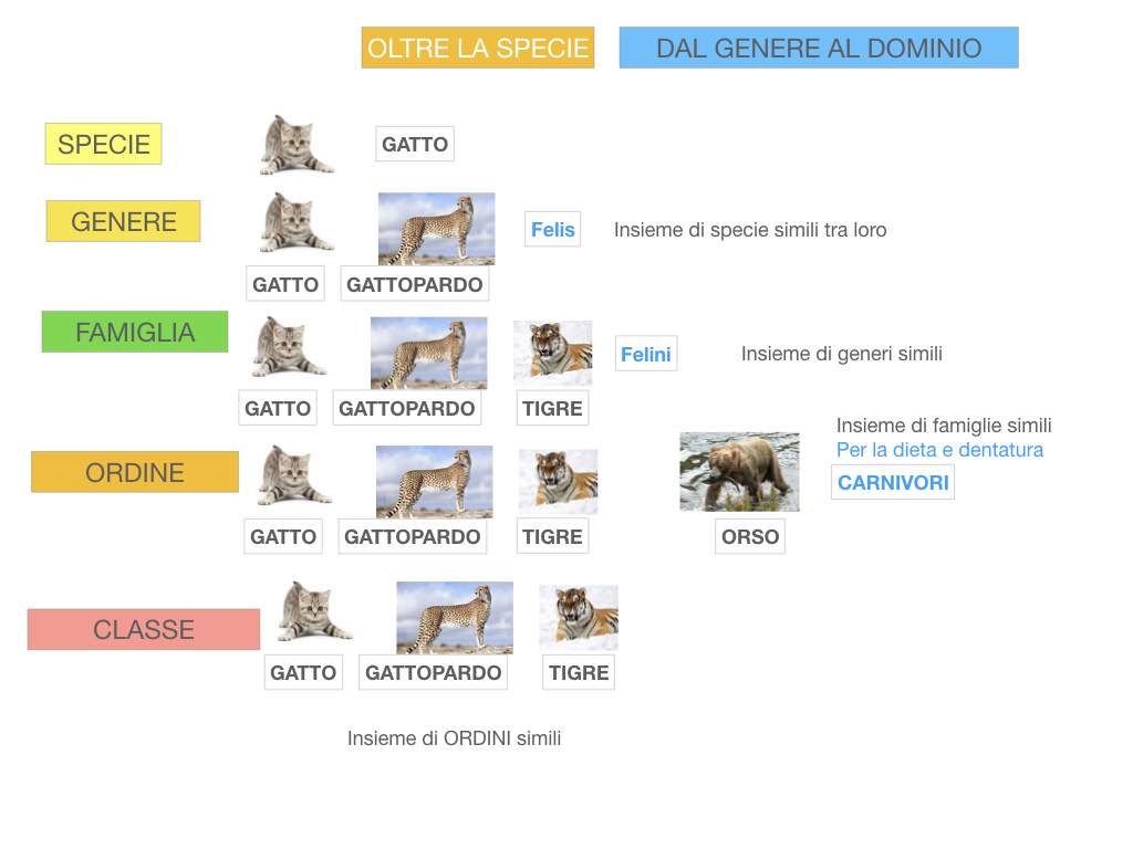 classificazione_viventi_SIMULAZIONE.116