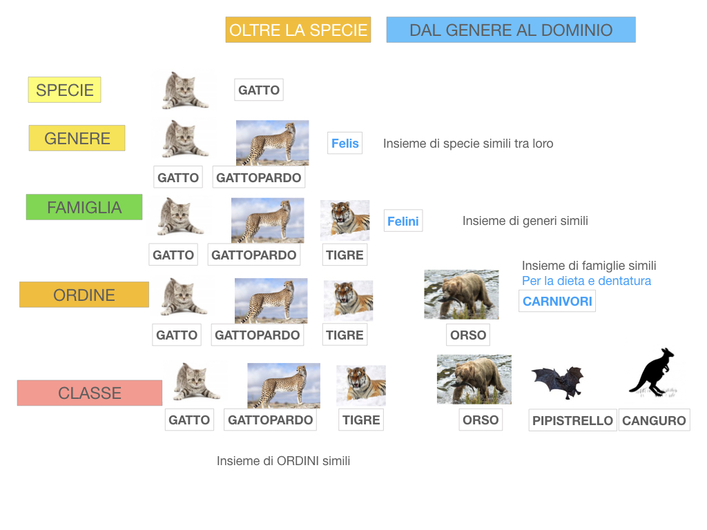 classificazione_viventi_SIMULAZIONE.117