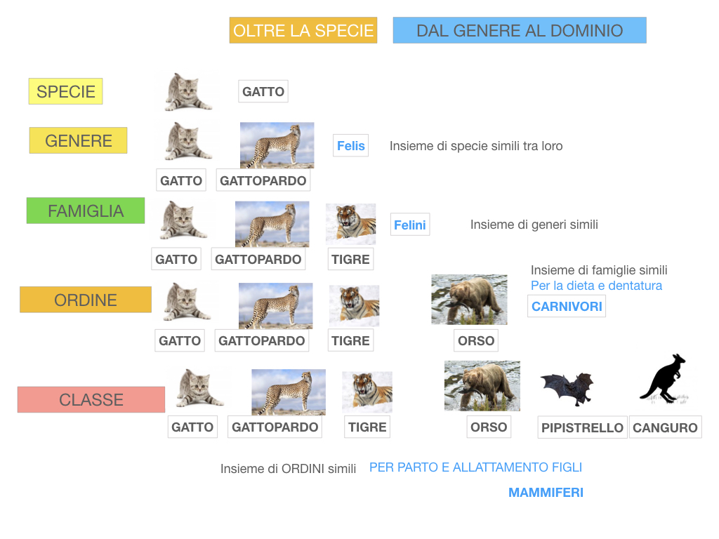 classificazione_viventi_SIMULAZIONE.119